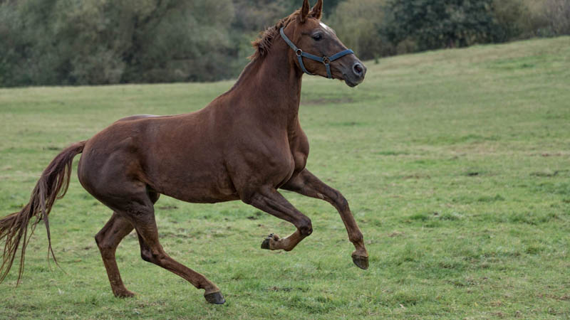 Junges Pferd auf Koppel